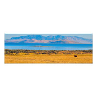 Búfalo de afeitar, lago de gran sal, Utah