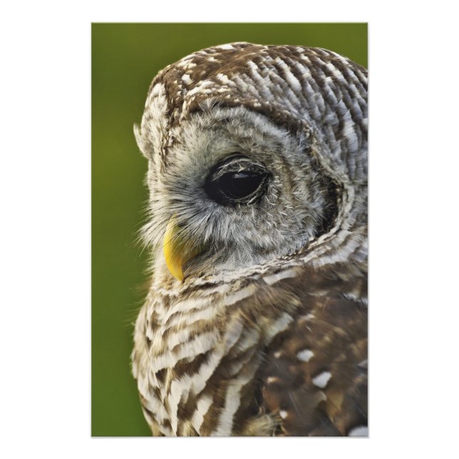 Foto Búho Barreteado, Strix varia, Michigan (Frente)