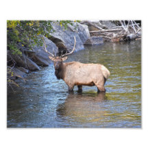 Bull Elk, río Big Thompson, Estes Park, Colorado