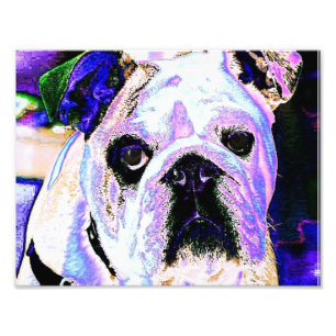 Foto Bulldog inglés