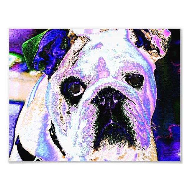 Foto Bulldog inglés (Frente)