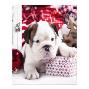 Foto Bulldog inglés de cachorro suave Navidades diver