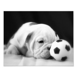 Foto bulldog inglés "Soccer Ball Nose"