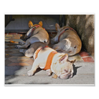 Foto Bulldoges de Francia durmiendo