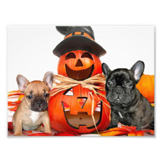 Foto Bulldoges de Halloween