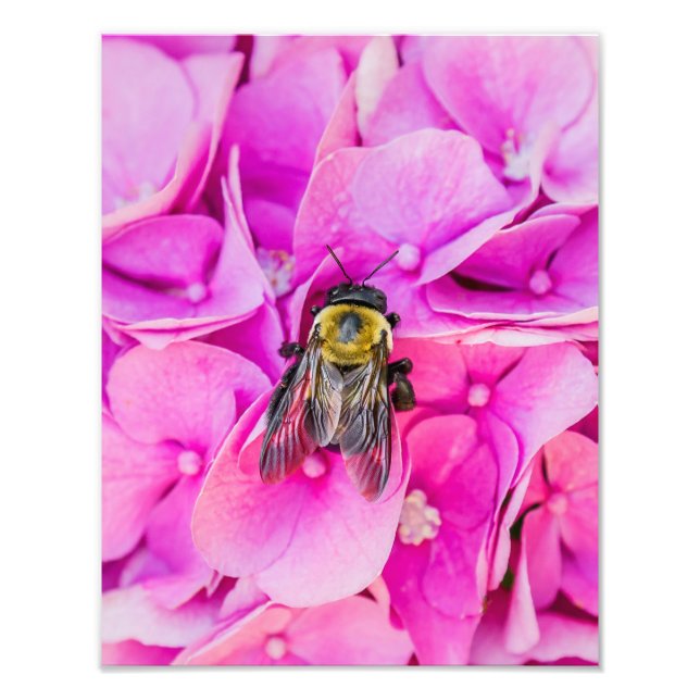 Foto Bumble Bee En Hydrangea (Frente)