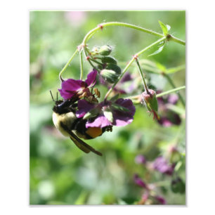 Foto Bumble Bee en la flor 8x10