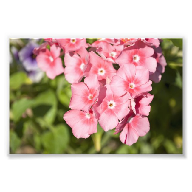 Foto Bunches y Bunches (Frente)