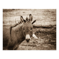 Burro