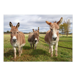 Foto Burro tres