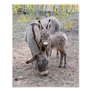 Foto Burro y bebé