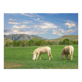 Foto Burros en el Parque Estatal Custer en Dakota del S