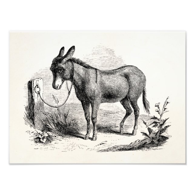 Foto Burros retro personalizados de burro doméstico vin (Frente)