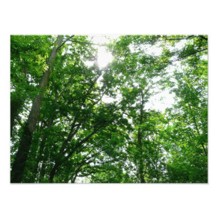 Foto Buscando árboles de verano