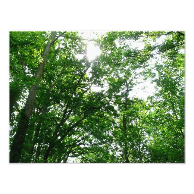 Foto Buscando árboles de verano (Frente)