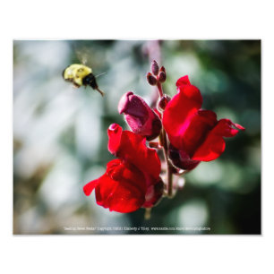 Foto Buscando néctar