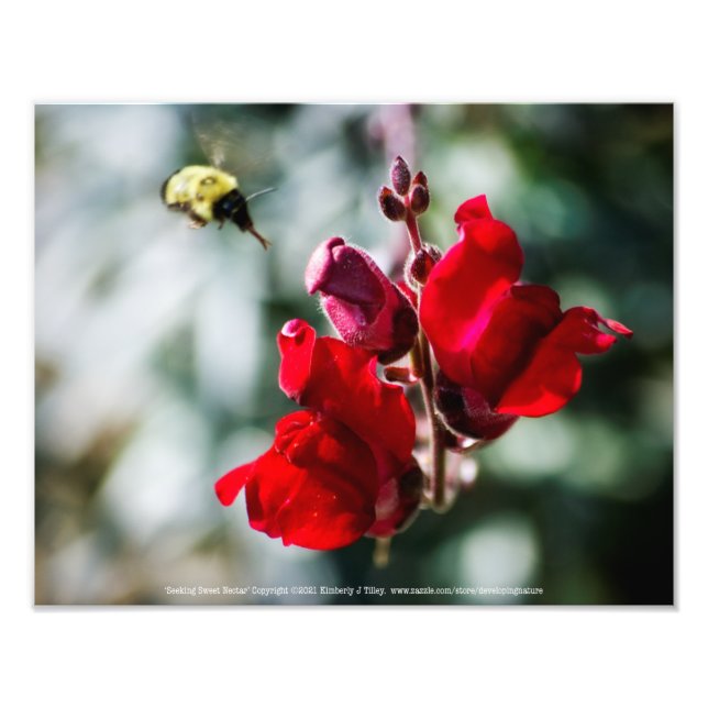 Foto Buscando néctar (Frente)