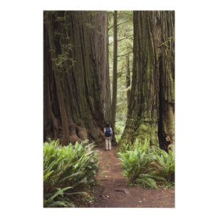 Foto CA, Parque Estatal de Redwoods Jedediah Smith,
