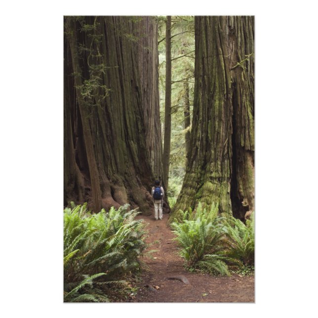 Foto CA, Parque Estatal de Redwoods Jedediah Smith, (Frente)