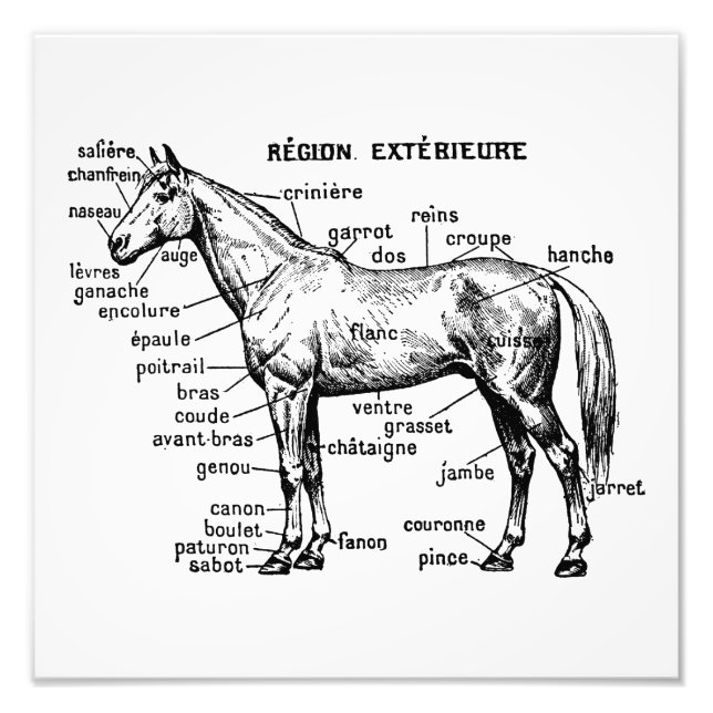 Foto Caballo (Frente)