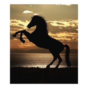 Foto caballo