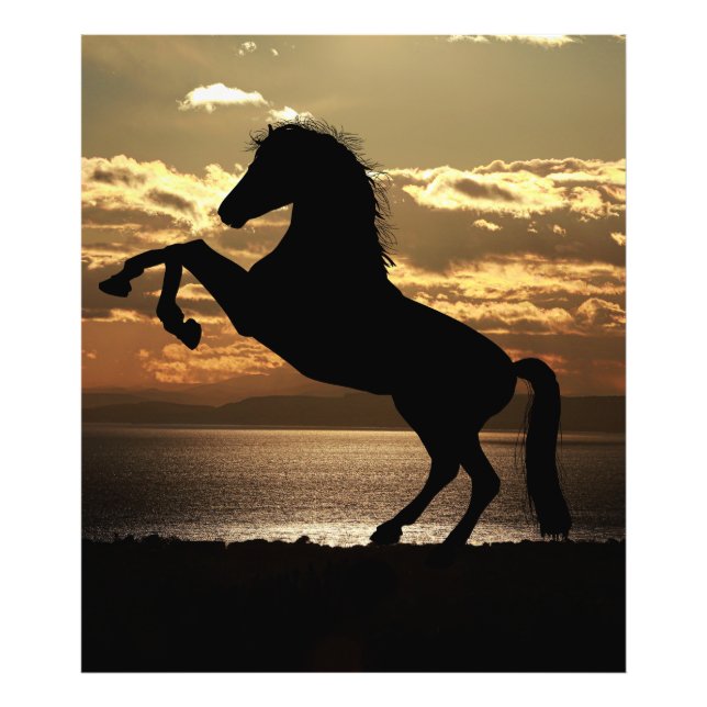 Foto caballo (Frente)