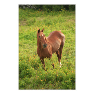 Foto Caballo