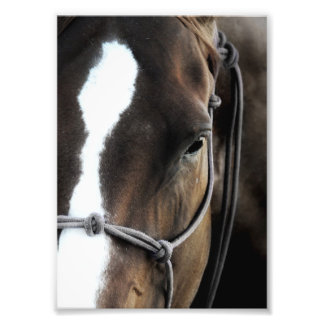 Foto Caballo