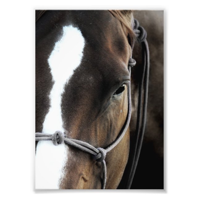 Foto Caballo (Frente)