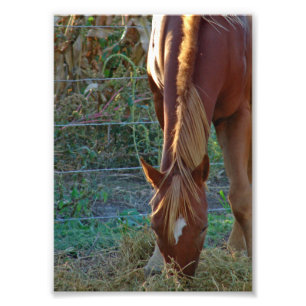 Foto Caballo al atardecer