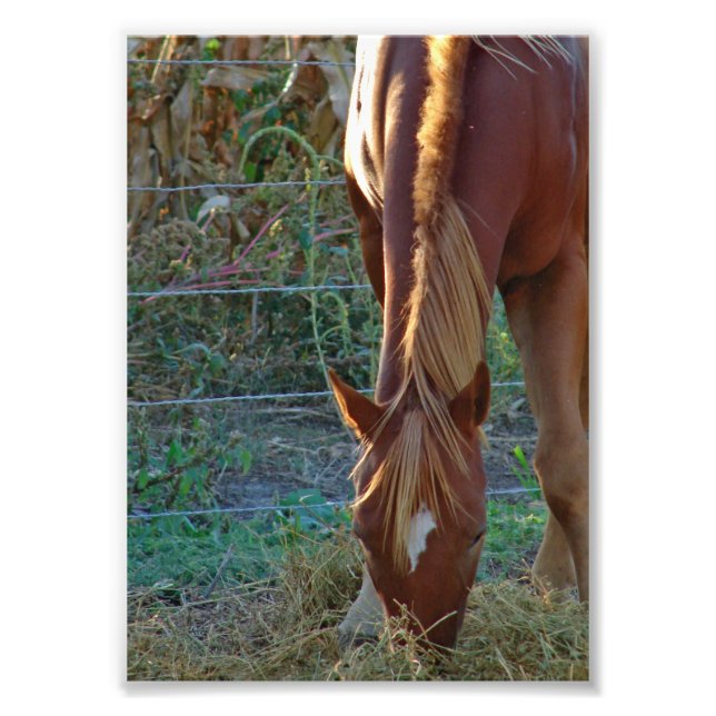 Foto Caballo al atardecer (Frente)