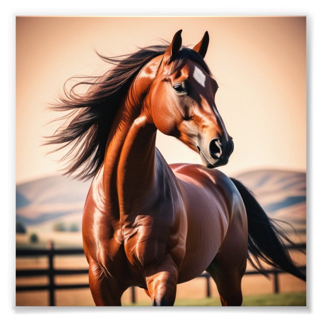 Foto Caballo americano (Frente)