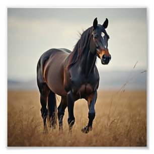 Foto Caballo americano