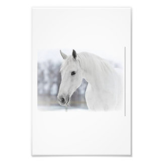 Foto Caballo blanco