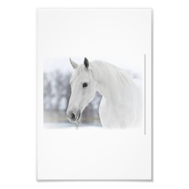 Foto Caballo blanco (Frente)