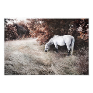 Foto Caballo blanco