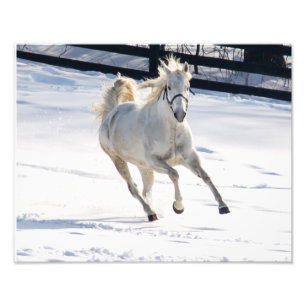Foto Caballo Blanco Corriendo En Nieve