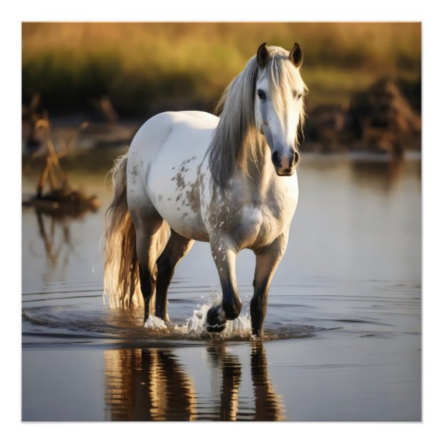 Foto Caballo blanco en el lago (Frente)