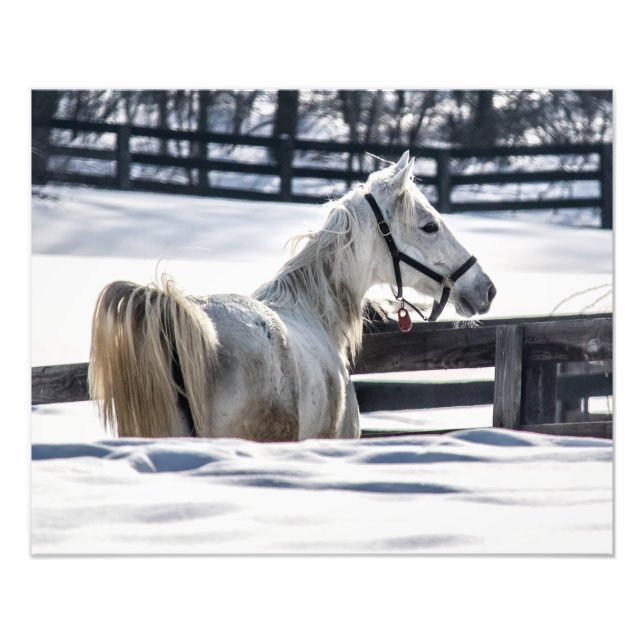 Foto Caballo Blanco En Nieve (Frente)