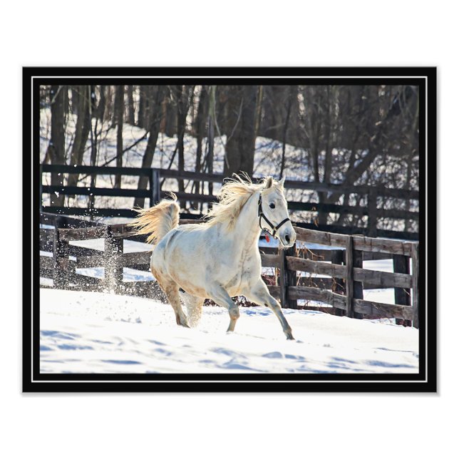 Foto Caballo blanco galopante (Frente)