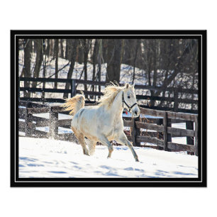 Foto Caballo blanco galopante