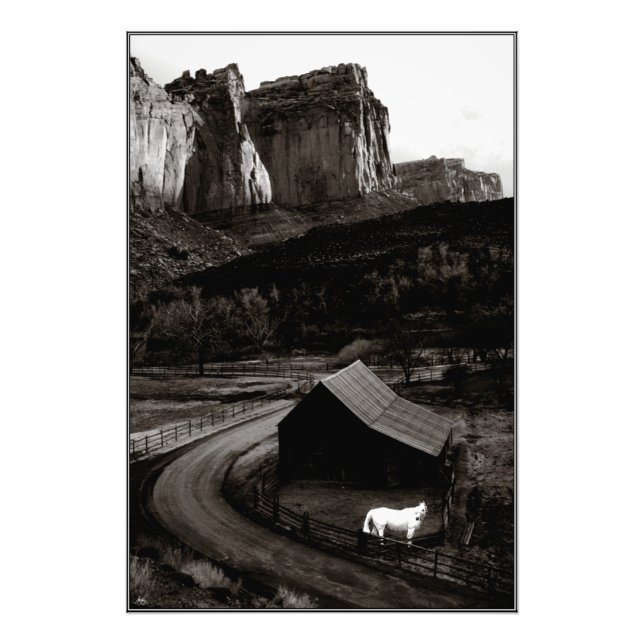 Foto Caballo blanco Monocromo Cañones - Impresión abier (Frente)