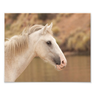 Foto Caballo blanco y salvaje
