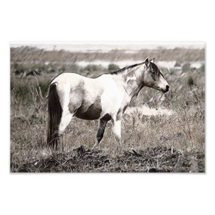 Foto Caballo con estilo de lápiz