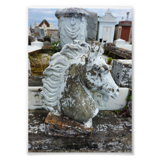 Foto Caballo de luto