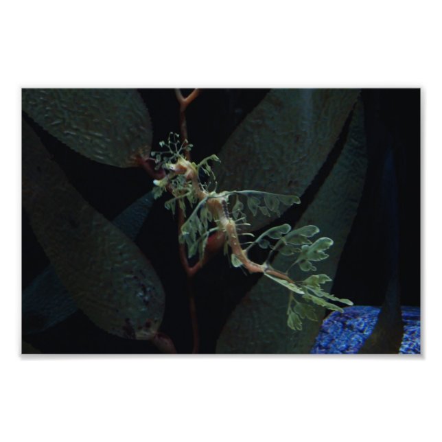 Foto Caballo de mar (Frente)