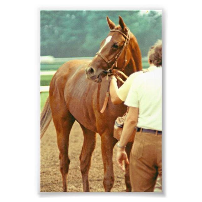 Foto Caballo De Raza Afirmado De Toroughbred 1978 (Frente)