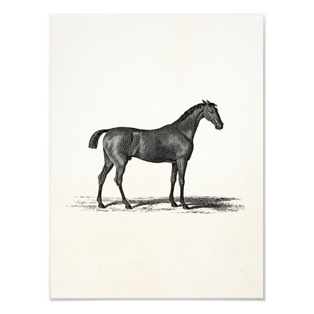 Foto Caballo de Raza Inglesa de los años 1800 - Caballo (Frente)