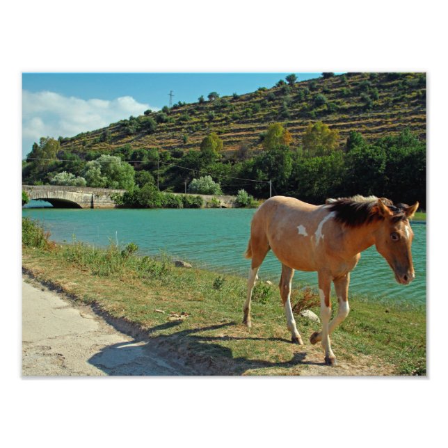 Foto Caballo de Sicilia (Frente)