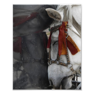 Foto Caballo de transporte y su reflexión